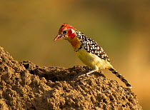 Red and yellow barbet (Trachyphonus erythrocephalus) about to dive into a hole it dug in a termite mound looking for insects, Tarangire National Park, Tanzania