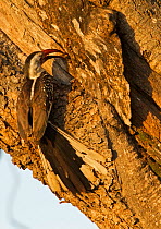 Red-billed hornbill (Tockus erythrorhynchus) feeding its mate who is sealed in its nest in the tree. This nest had a front door and a back door, one door is where the male is feeding the female and an...
