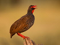 Red-necked Spurfowl (Francolinus afer) calling from atop a dead log, Tarangire National Park, Tanzania
