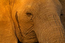 African elephant (Loxodonta africana) close up of face showing a patch of secreted hormone, a sign that the animal is in musth, Ngorongoro Crater, Tanzania