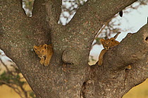 African lion (Panthera leo) two cubs in a Sausage tree (Kigalia africana), note mother's tail just above, Serengeti National Park, Tanzania