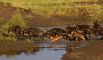 Wildebeest (Connochaetes taurinus) a herd crosses the Mbalageti River in the Serengeti National Park of Tanzania. This year, 2012, there were massive amounts of animals in this migration, perhaps upwa...