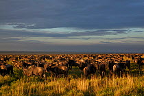 Wildbeest (Connochaetes taurinus) as far as the eye can see from Naabi Hill, gathering and migrating to short grass plains to the south, Serengeti National Park, Tanzania. This year, 2012, there were...