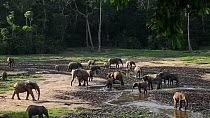 Herd of African forest elephants (Loxodonta africana cyclotis) in a clearing, drinking from stream, Dzanga Sangha Special Forest Reserve, Central African Republic