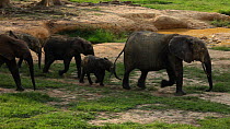 Group of African forest elephants (Loxodonta africana cyclotis) walking into a clearing, Dzanga Sangha Special Forest Reserve, Central African Republic