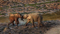 Two juvenile African forest elephants (Loxodonta africana cyclotis) play fighting, Dzanga Sangha Special Forest Reserve, Central African Republic. Sequence 1/3