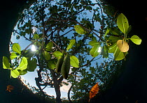 Looking up at mangrove forest from underwater, Aldabra Atoll, Seychelles, Indian Ocean