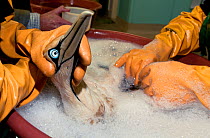 Cape gannet (Morus capensis) being washed to remove the oil that coats it feathers.  After it will be hand reared in rehabilitation at the Southern African Foundation for the Conservation of Coastal B...