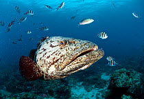 Potato grouper (Epinephelus tukula), Aldabra Atoll, Seychelles, Indian Ocean