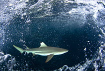 Blacktip reef shark (Carcharhinus melanopterus), Aldabra Atoll, Seychelles, Indian Ocean
