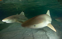 Blacktip reef sharks (Carcharhinus melanopterus) in shallow above sandy seabed, Aldabra Atoll, Seychelles, Indian Ocean