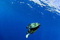 Green turtles (Chelonia mydas) mating underwater, Aldabra Atoll, Seychelles, Indian Ocean