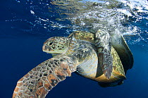 Green turtles (Chelonia mydas) pair mating at surface, Aldabra Atoll, Seychelles, Indian Ocean
