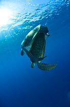Green turtles (Chelonia mydas) pair mating near surface, Aldabra Atoll, Seychelles, Indian Ocean