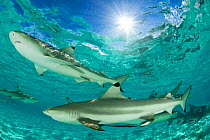 Blacktip reef sharks (Carcharhinus melanopterus) group swimming in shallow turquoise sea, Aldabra Atoll, Seychelles, Indian Ocean
