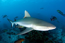 Grey reef shark (Carcharhinus amblyrhynchos), Aldabra Atoll, Seychelles, Indian Ocean