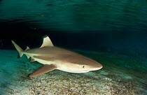 Blacktip reef shark (Carcharhinus melanopterus), Aldabra Atoll, Seychelles, Indian Ocean