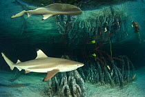 Blacktip reef shark (Carcharhinus melanopterus) swimming in mangrove forest, reflections above, Aldabra Atoll, Seychelles, Indian Ocean