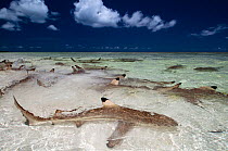 Blacktip reef sharks (Carcharhinus melanopterus) in shallow water gathering very close to shore, Aldabra Atoll, Seychelles, Indian Ocean