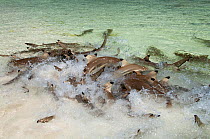 Blacktip reef sharks (Carcharhinus melanopterus) in feeding frenzy very close to shore, Aldabra Atoll, Seychelles, Indian Ocean