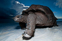 Aldabra giant tortoise (Geochelone gigantea) on beach at dusk, Aldabra Atoll, Seychelles, Indian Ocean