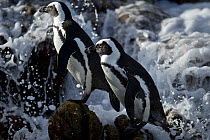 Black footed penguins (Spheniscus demersus) in sea surf at Stony Point, Betty's Bay, South Africa