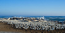 Cape gannets (Morus capensis) large colony on Bird Island, Lambert's Bay, South Africa. Yves Chesselet (Cape Nature) captures Cape gannet juveniles from the colony on Bird Island. The birds were aband...