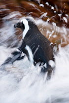 Black footed penguin (Spheniscus demersus) in sea surf at Stony Point, Betty's Bay, South Africa