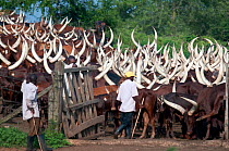 Ankole cattle, cultural icon for the traditionally nomadic Bahima people of Uganda, outside Lake Mburu National Park, Uganda, East Africa. After years of disputes between neighbouring communities and...