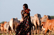 A young Orma man herds cattle, Tana River Delta, Kenya, East Africa 2011. No release available.