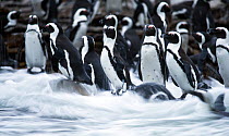 Black footed penguin (Spheniscus demersus) colony in sea surf at Stony Point, Betty's Bay, South Africa.