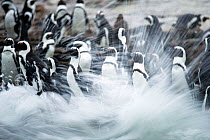 Black footed penguin (Spheniscus demersus) colony in sea surf at Stony Point, Betty's Bay, South Africa