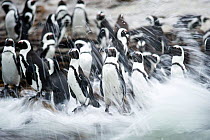 Black footed penguin (Spheniscus demersus) colony in sea surf at Stony Point, Betty's Bay, South Africa