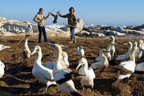 Yves Chesselet (Cape Nature) captures Cape gannet juveniles (morus capensis) from the colony on Bird Island, Lambert's Bay, South Africa May 2012. The birds were abandoned by their parents. After capt...