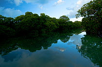 Mangrove forests line the edges of the lagoon and line the channels leading in to the lagoon, Aldabra Atoll, Seychelles, Indian Ocean