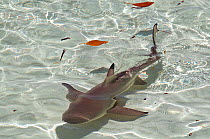 Blacktip reef shark (Carcharhinus melanopterus) swimming in shallow crystal clear water, Aldabra Atoll, Seychelles, Indian Ocean
