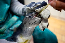 Black footed penguin (Spheniscus demersus) being hand fed rehydration liquid at the Southern African Foundation for the Conservation of Coastal Birds (SANCCOB) Cape Town, South Africa 2011