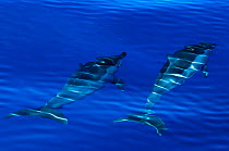 Spinner dolphins (Stenella longirostris) swimming just below surface, Aldabra Atoll, Seychelles, Indian Ocean