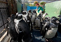 Black footed penguins (Spheniscus demersus) in a pen, part of rehabilitation at Southern African Foundation for the Conservation of Coastal Birds (SANCCOB), Cape Town, South Africa 2011