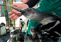 Black footed penguin (Spheniscus demersus) being hand fed as part of rehabilitation at Southern African Foundation for the Conservation of Coastal Birds (SANCCOB), Cape Town, South Africa 2011