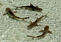 Blacktip reef sharks (Carcharhinus melanopterus) swimming in shallow crystal clear water, Aldabra Atoll, Seychelles, Indian Ocean