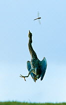 Striated green heron (Butorides striatus) jumping to catch dragonfly prey, Aldabra Atoll, Seychelles, Indian Ocean
