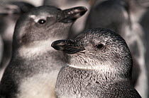 Black footed penguin (Spheniscus demersus) penguins at this juvenile stage known as 'blue' before adult plumage grows, rehabilitation at Southern African Foundation for the Conservation of Coastal Bir...