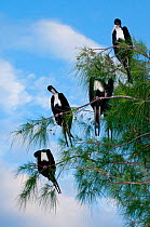Great frigate birds (Fregata minor) sitting in tree, Aldabra Atoll, Seychelles, Indian Ocean