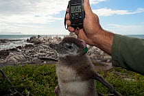 Black footed penguin (Spheniscus demersus) chicks in poor condition are rescued from the colony and sent for hand rearing and rehabilitation at the Southern African Foundation for the Conservation of...
