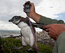 Black footed penguin (Spheniscus demersus) chicks in poor condition are rescued from the colony and sent for hand rearing and rehabilitation at the Southern African Foundation for the Conservation of...