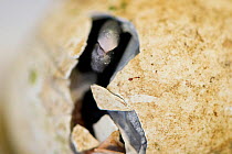 Black footed penguin (Spheniscus demsersus) chick hatching inside a small incubator at the Southern African Foundation for the Conservation of Coastal Birds (SANCCOB) which collects abandoned eggs fro...