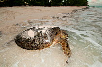 Green turtle (Chelonia mydas) female returning to sea after laying eggs on beach, Aldabra Atoll, Seychelles, Indian Ocean
