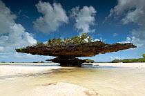Champignon coral limestone formation on beach, Aldabra Atoll, Seychelles, Indian Oceans