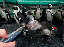 Black footed penguin (Spheniscus demersus) being hand fed as part of eehabilitation at Southern African Foundation for the Conservation of Coastal Birds (SANCCOB) Cape Town, South Africa